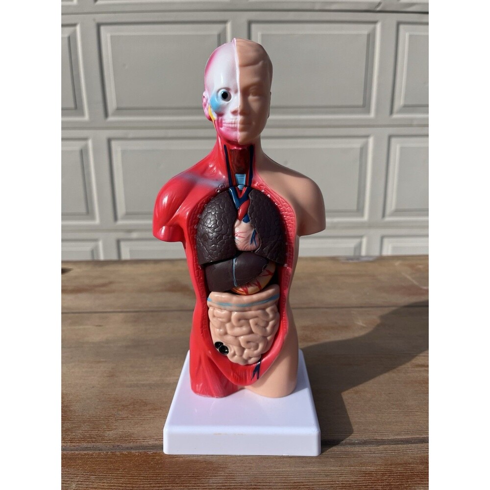 10.5" Human Anatomy Torso Model Removable Organs for Medical Education